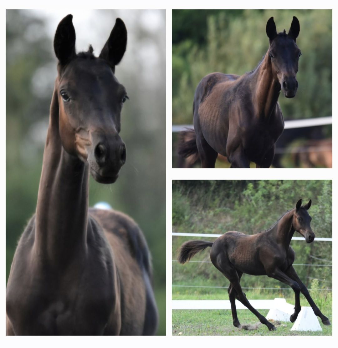 screenshot_20260303_091704_gallery5721878128860602573