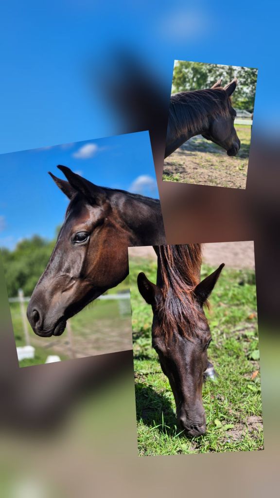 wp-17725257173583134186999608754741